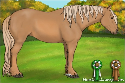 Horse Color: Chestnut 