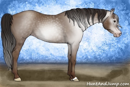 Horse Color:Gray Classic Champagne