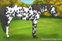 Horse Color:Black Near Leopard 