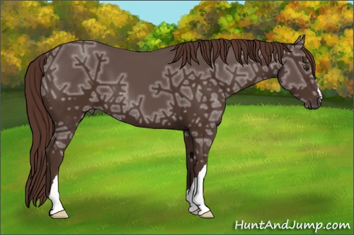 Horse Color: Liver Chestnut Ice 