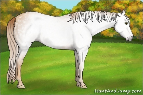 Horse Color:Gray Gold Champagne 
