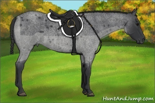 Horse Color:Blue Roan 