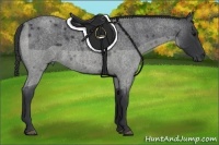 Horse Color:Blue Roan 