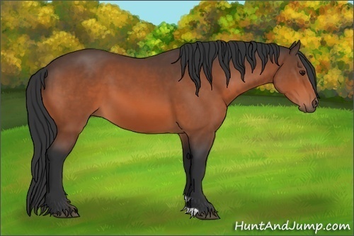 Horse Color: Bay 