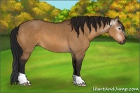 Horse Color:Gray Bay Dun