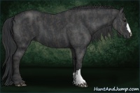 Horse Color:Black  Brindle