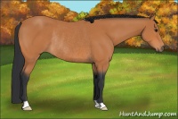 Horse Color:Bay Rabicano