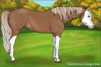 Horse Color:Chestnut Splash 