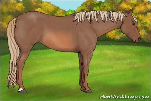Horse Color: Red Roan 
