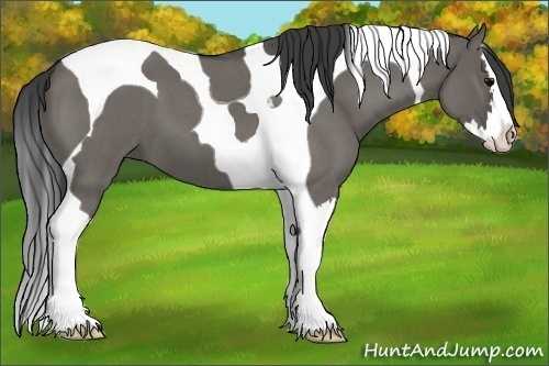 Horse Color:Grullo Roan Splash Tobiano
