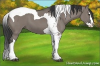 Horse Color:Grullo Splash Tobiano 