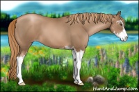 Horse Color:Liver Chestnut Pearl Sabino 