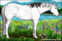 Horse Color:Liver Chestnut Sabino