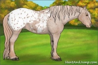 Horse Color:Chestnut Appaloosa 