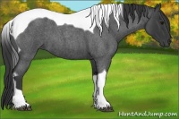 Horse Color:Blue Roan Tobiano 