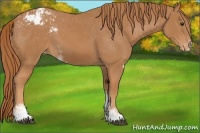 Horse Color:Chestnut Sabino Blanket Rabicano 