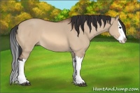 Horse Color:Bay Dun Splash 