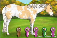 Horse Color:White Spotted Palomino Sabino