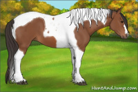 Horse Color:Bay Tobiano 