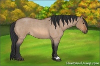 Horse Color:Bay Roan Dun 