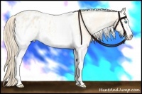 Horse Color:White Spotted Perlino Appaloosa 