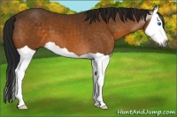 Horse Color:Gray Buckskin Splash 