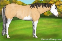 Horse Color:Buckskin Roan Splash Rabicano 