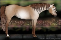 Horse Color:Gray Red Dun Sabino 