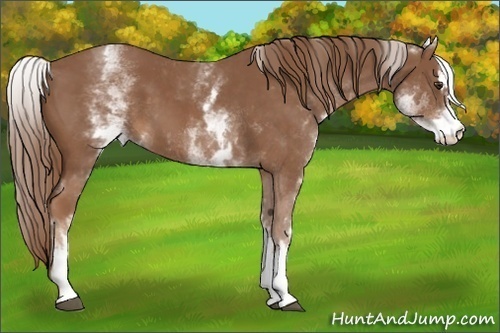 Horse Color: White Spotted Chestnut Sabino 