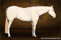 Horse Color:Buckskin Pearl Dun 