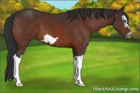 Horse Color:Bay Splash Frame 