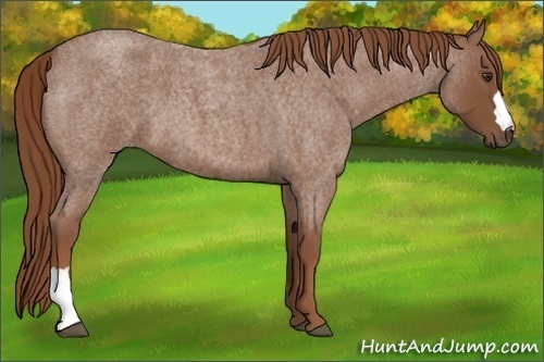 Horse Color: Unknown 