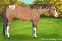 Horse Color:Bay Splash Appaloosa 