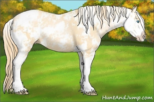 Horse Color:Buckskin Pearl Sabino 