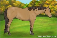 Horse Color:Buckskin 