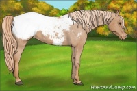 Horse Color:Chestnut Sabino Snowcap 