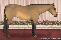 Horse Color:Buckskin Roan Rabicano 