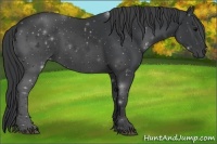 Horse Color:Black Rabicano 