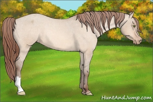 Horse Color:Amber Champagne Dun Appaloosa Rabicano 