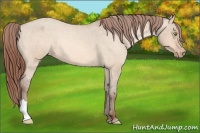 Horse Color:Amber Champagne Dun Appaloosa Rabicano