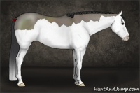 Horse Color:Grullo Splash 