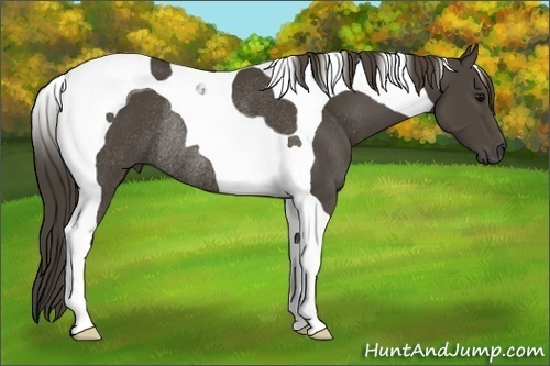 Horse Color: Smoky Black Tobiano Rabicano 