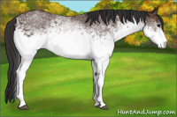 Horse Color:White Spotted Brown 