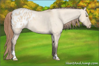 Horse Color:Classic Champagne Dun Appaloosa 