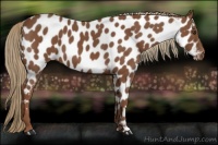 Horse Color:Chestnut Near Leopard 