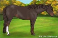 Horse Color:Liver Chestnut 