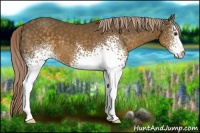 Horse Color:White Spotted Chocolate Palomino 