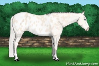 Horse Color:Cremello Near Leopard 