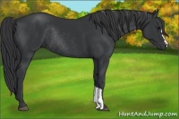 Horse Color:Black Rabicano 