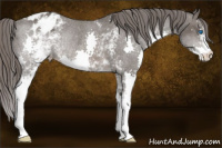 Horse Color:White Spotted Brown Splash Blanket Rabicano 